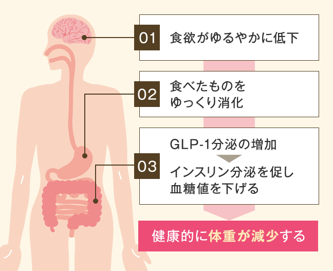 ファイヤークリニック、GLP-1サクセンダ