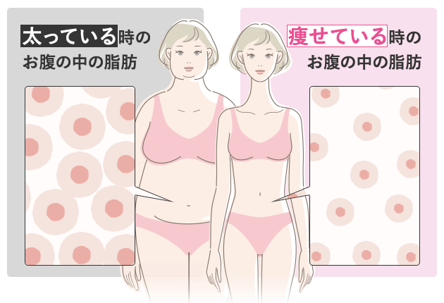 脂肪細胞のメカニズム