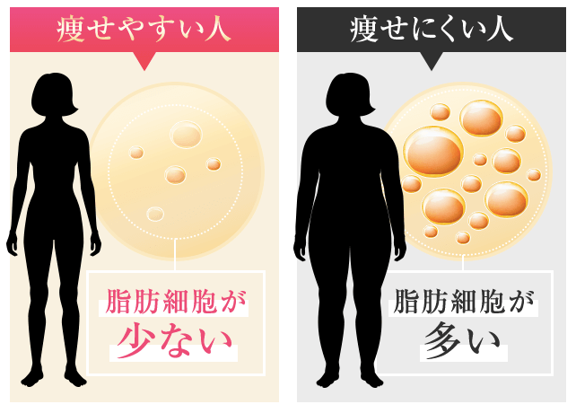 脂肪細胞が少ないと痩せやすい